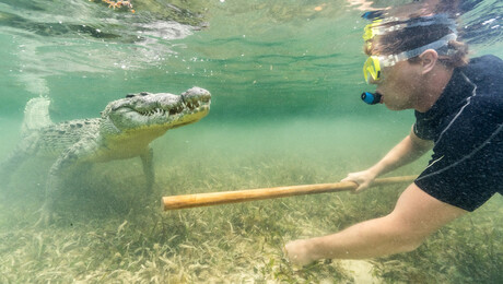 Freeks wilde wereld | Zwemmen met krokodillen